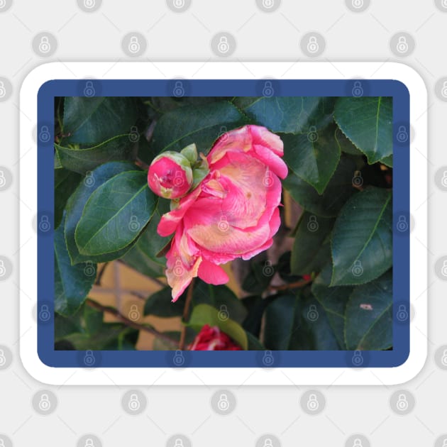 Camellia coming into bloom Sticker by FriendlyComputerHelp